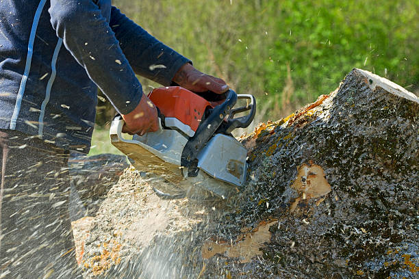 Best Root Management and Removal  in Reno, OH